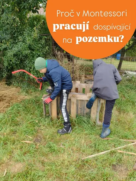 Možná si říkáte, proč žáci 3. trojročí vyměňují lavice za motyky a 15minutovou cestu na náš školní pozemek.
Není to zbytečná ztráta času? Nejsou už dost velcí na to, aby se učili jen z knih?
Odpověď zní, že právě v tomto věku to potřebují nejvíce.
Maria Montessori navrhla pro adolescenty takzvaný Erdkinder program — práci na farmě. Dospívání je totiž obdobím obrovských psychických i fyzických změn. V tomto věku mozek nepotřebuje jen teoretické vědomosti, ale reálnou zkušenost a pocit, že dospívající člověk dokáže vytvářet hodnoty pro společnost.
My sice nemáme vlastní farmu za městem, ale máme náš městský pozemek. A ten plní tuto roli. Žáci vidí přímý výsledek své práce. Když posekají trávu, vyrobí ohniště a posezení, není to úkol „pro učitele“, ale reálná hodnota pro komunitu.
Propojení teorie s praxí - biologie, matematika, fyzika i ekologie ožívají v praxi. Spočítat plochu záhonu nebo pochopit koloběh živin v půdě dává najednou úplně jiný smysl.
Dospívající mozek se v přírodě a při fyzické práci uklidňuje, regeneruje a učí se překonávat nepohodlí.
Společná práce na pozemku tvoří silná přátelství a učí žáky komunikaci, rozdělení rolí i vzájemné podpoře.
Práce na pozemku není „trest“ ani „odreagování od učení“. Je to plnohodnotná součást vzdělávání, která připravuje naše dospívající na reálný život daleko lépe než samotné sezení ve třídě.